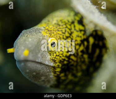 Il simbolo del fiocco di neve moray eel (Echidna nebulosa) in Costa Rica. Foto Stock