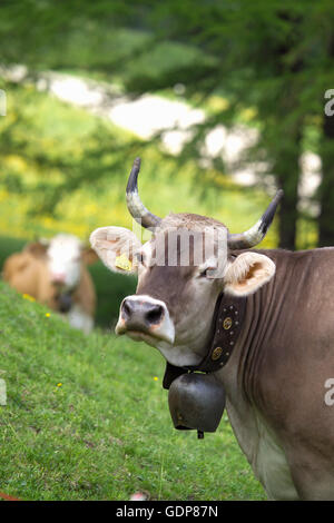Ritratto di mucca pazza che indossa la campana guardando la telecamera, alpi svizzere, Svizzera Foto Stock