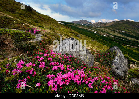 Chornogora Ridge il paesaggio, le montagne dei Carpazi, regione di Ivano-Frankovsk, Ucraina Foto Stock