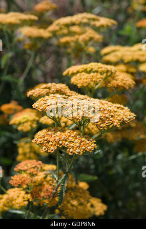 Achillea è un gruppo di piante in fiore nella famiglia Asteraceae descritto come un genere da Linneo nel 1753. Foto Stock