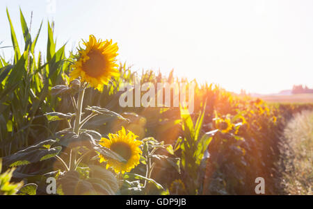 Soleggiato girasoli sul bordo del campo Foto Stock