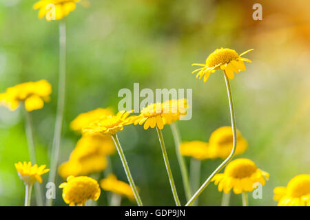 Close up di giallo i fiori di camomilla, (matricaria chamomilla) Foto Stock