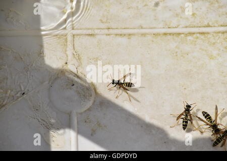 Vespe Polistes bere acqua. La capacità di vespe Polistes non affondare in acqua. Foto Stock