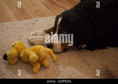 Bulldog francese che stabilisce la sua testa sulla bianca coltre di peluche  Foto stock - Alamy