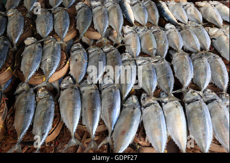 I pesci sul mercato Thewet in Banglamphu nella città di Bangkok in Thailandia in Southeastasia. Foto Stock