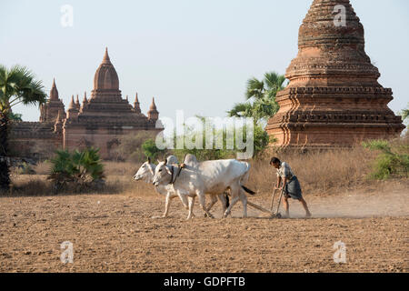 Un agricoltore e il suo bue sono in campo vicino ai templi di Bagan in Myanmar in Southeastasia. Foto Stock
