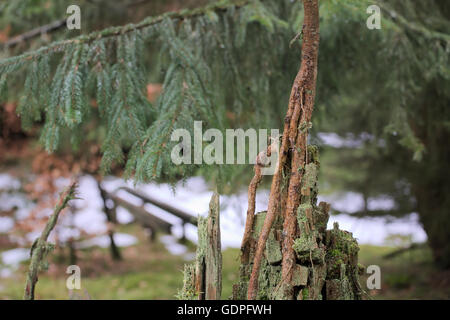 Giovane albero di abete (picea) cresce dal marciume resti di un vecchio albero. Foto Stock
