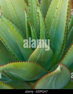 Agave si chiuda, Foto Stock