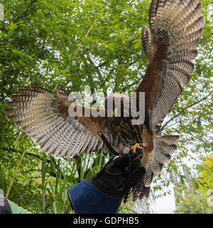 Hawk di atterraggio su un guanto di falconeria Foto Stock