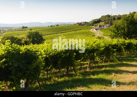 Prosecco vigneti ad estate sui Colli Euganei. Preso il 16 luglio 2016. Foto Stock