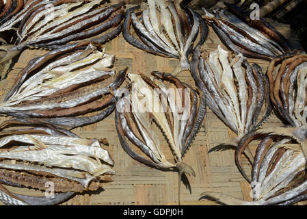 Una produzione di pesce secco rendono i prodotti a base di pesce nella città di Myeik nel sud in Myanmar in Southeastasia. Foto Stock