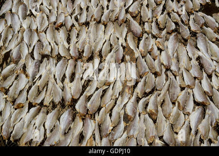 Una produzione di pesce secco rendono i prodotti a base di pesce nella città di Myeik nel sud in Myanmar in Southeastasia. Foto Stock