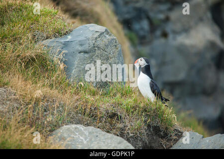 Puffin arroccato su una mensola a Dyrholaey sulla costa sud dell'Islanda. Foto Stock