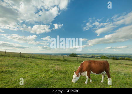 Vacche che pascolano sulla South Downs, east sussex. Foto Stock