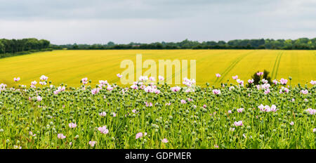 Un campo di papaveri da oppio cresciuto in Inghilterra per l'uso di morfina per il NHS. , Presa con una messa a fuoco selettiva Foto Stock