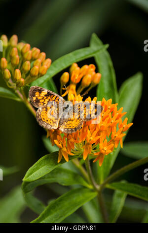 Crescent butterfly alimentazione su milkweed fiori Foto Stock