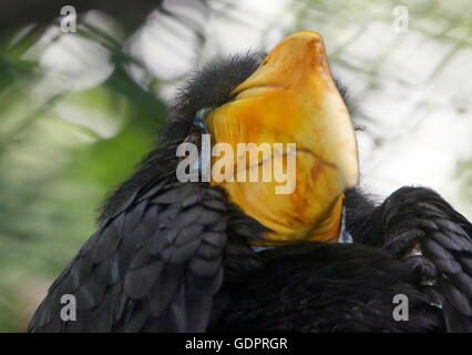 Femmina di Sunda stropicciata hornbill (Aceros corrugatus), close-up della testa e bill Foto Stock