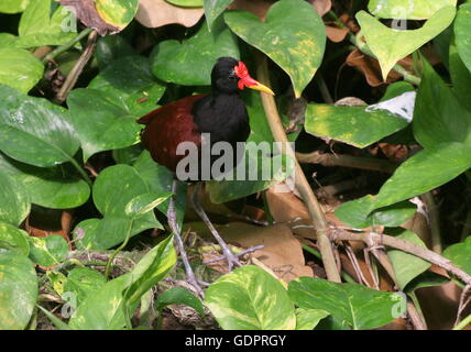 Sud Americana Wattled Jacana (Jacana Jacana) Foto Stock