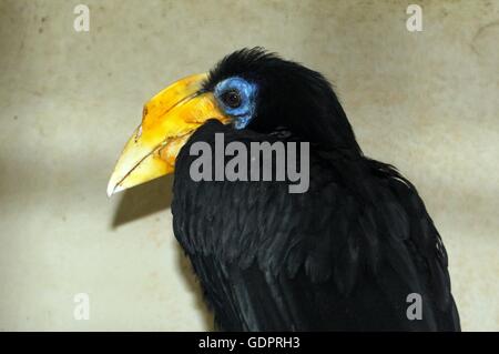 Femmina del Sud Est Asiatico Sunda stropicciata hornbill (Aceros corrugatus) Foto Stock