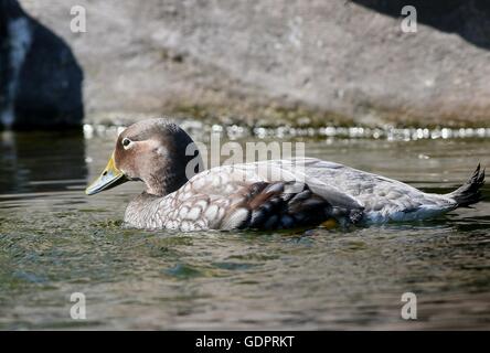 Sud Americana vapore volante anatra (Tachyeres patachonicus) nuoto. Foto Stock