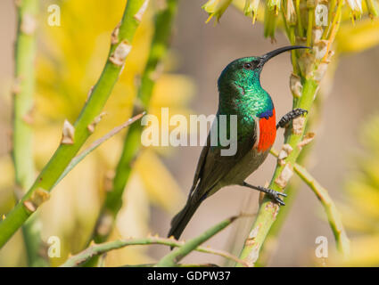 Doppio Petto Sun Bird Foto Stock