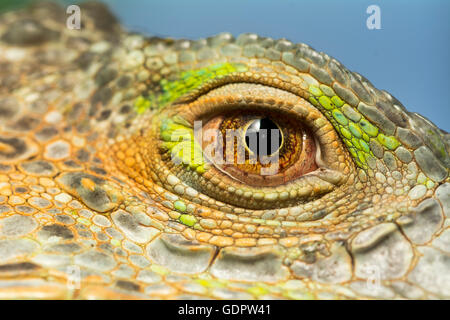 Occhio di Iguana Foto Stock