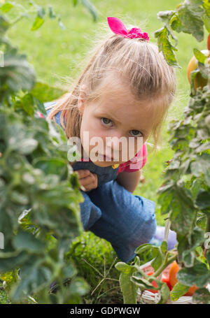 Adorabile bambina la raccolta di pomodori raccolto in giardino Foto Stock