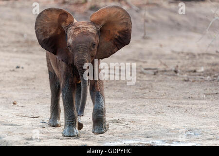 Un giovane elefante fa una carica fittizia nel Parco Nazionale delle piscine di Mana dello Zimbabwe. Foto Stock