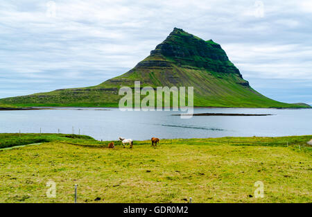 Vista del monte Kirkjufell con i cavalli al pascolo nel campo vicino alla città di Grundarfjorour, Islanda Foto Stock