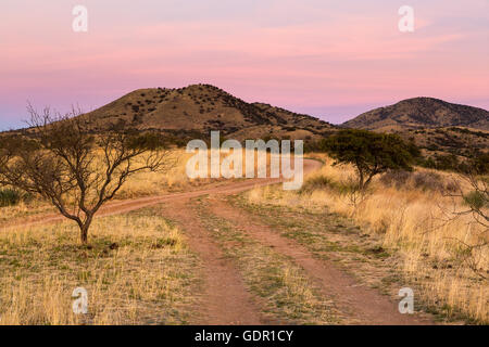 Sunrise fusione colore nel deserto delle colline a nord di Santa Rita Mountain pedemontana. Foresta Nazionale di Coronado, Arizona Foto Stock