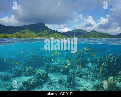 Al di sopra e al di sotto della superficie del mare, costa di Isola Huahine e scuola di pesce con uno squalo subacquea, oceano pacifico, Polinesia Francese Foto Stock