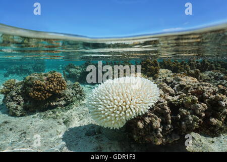 Imbianchiti Acropora corallo in acque poco profonde, a causa di El Nino, oceano pacifico, Polinesia Francese Foto Stock