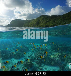 Al di sopra e al di sotto della superficie del mare, selvaggia costa verde e una scuola di pesce subacquea, Huahine isola, oceano pacifico, Polinesia Francese Foto Stock