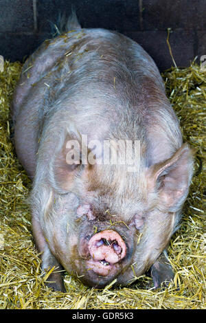 Maiale dormire nel fienile Foto Stock