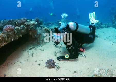 Femmina sub guardando il relitto di Yolanda, Shark Yolanda Reef, il parco nazionale di Ras Mohammed, Sinai Sharm el-Sheikh Foto Stock