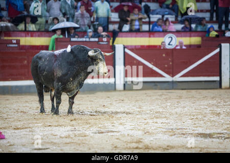 La cattura della figura di un coraggioso bull di capelli color marrone in una corrida, Spagna Foto Stock