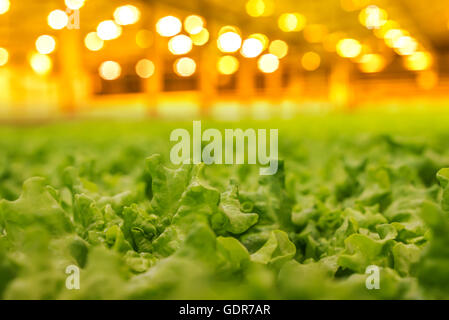 La lattuga in crescita in una serra, Reykjavik, Islanda. La serra utilizza energia geotermica. Foto Stock