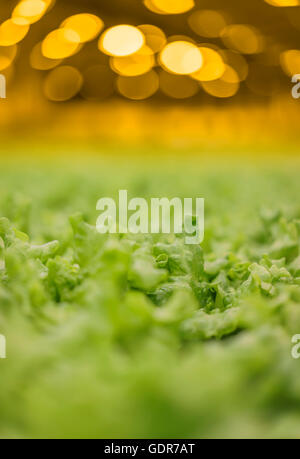 La lattuga in crescita in una serra, Reykjavik, Islanda. La serra utilizza energia geotermica. Foto Stock