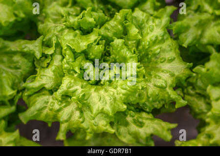 La lattuga in crescita in una serra, Reykjavik, Islanda. La serra utilizza energia geotermica. Foto Stock