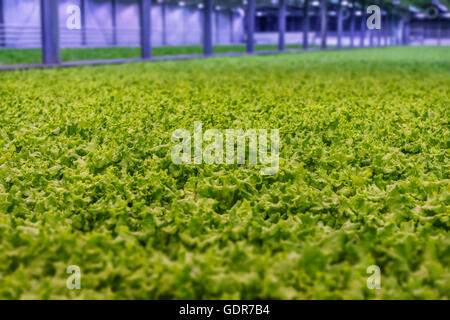 La lattuga in crescita in una serra, Reykjavik, Islanda. La serra utilizza energia geotermica. Foto Stock