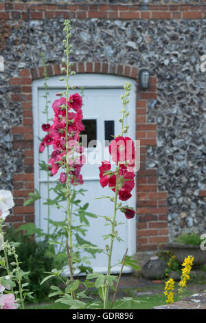 Hollyhocks in un giardino cottage, Hambleden, Buckinghamshire, Inghilterra Foto Stock