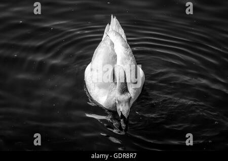 Una foto in bianco e nero di un cigno in Italia Foto Stock