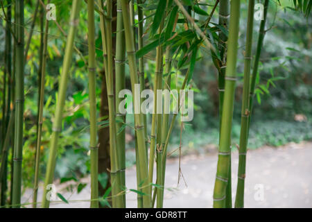 Campione di piante di bambù pulitamente vincolata da un semplice taglio di  canna di bambù trainer in un inglese di interpretazione di un giardino  cinese Foto stock - Alamy