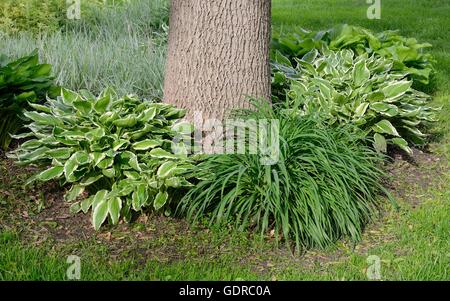 Backyard paesaggistica con Hosta e variegato di erba a nastro Foto Stock