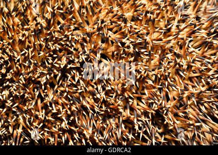 Aghi di un riccio close up, tessitura Foto Stock