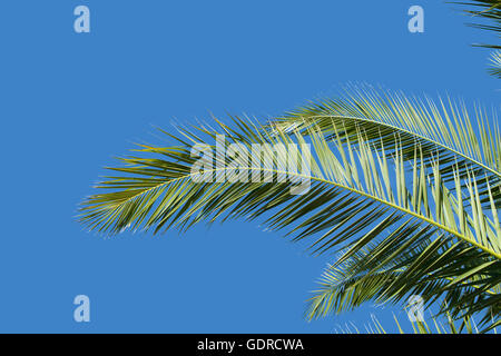 Foglie di palma e il cielo Foto Stock