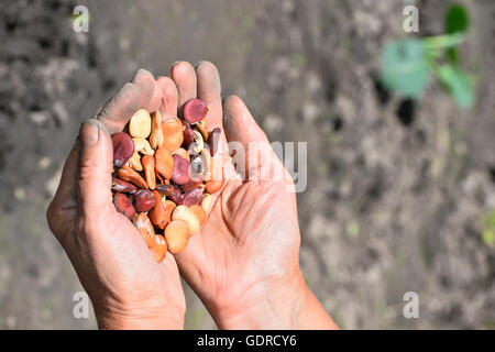 Fagioli fagioli in una femmina di mani su di uno sfondo di letti orto. Foto Stock