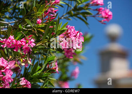 Oleandro (Nerium oleander), Evora, distretto di Évora, Portogallo, Europa, viaggi, fotografia di viaggio Foto Stock