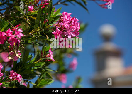 Oleandro (Nerium oleander), Evora, distretto di Évora, Portogallo, Europa, viaggi, fotografia di viaggio Foto Stock