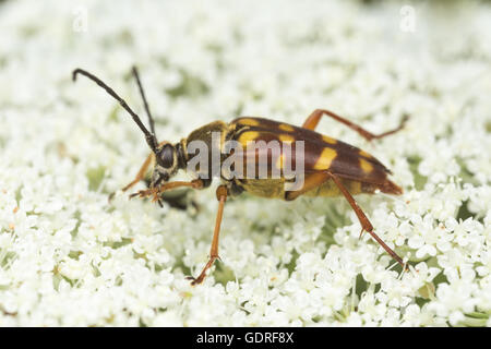 Un nastrare Longhorn Beetle (Typocerus velutinus) alimenta sul polline su un Queen Anne merletto dell impianto. Foto Stock